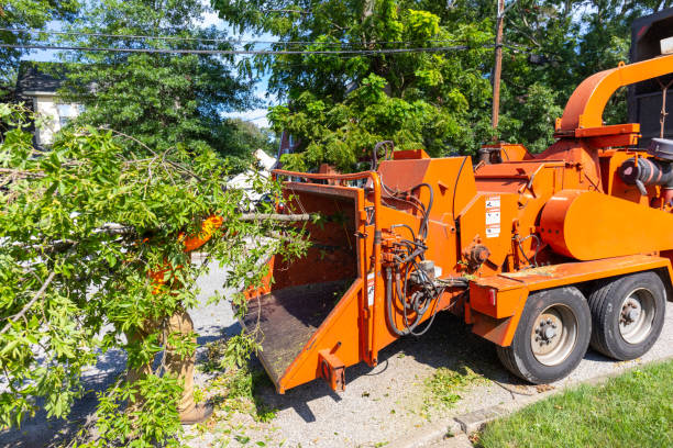 Tree Root Removal